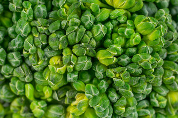 Sticker - One whole fresh green broccoli head closeup isolated