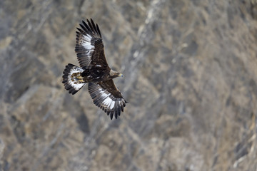 Wall Mural - A golden eagle flying by with the Alps of Switzerland in the background.