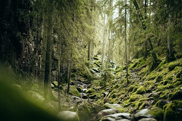 Infinity forrest. Stones leading into the dark forrest. Forrest keeps going forever.