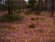 Stary zapomniany cmentarz w sosnowym lesie.