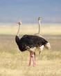 © Carolyn - Two Ostriches in Africa