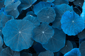 Wall Mural - trend color 2020 classic blue, top view, layout for design. beautiful natural background with exotic