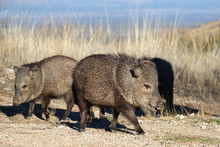 A Group Of Javelinas In Fort Bowie National Historic Site, Arizona