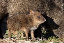 Baby Javelina Next To Mother, Fort Bowie National Historic Site, Arizona