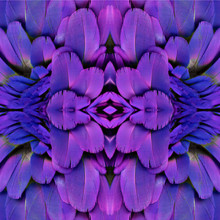 Abstract Symmetric Pattern Of A Bird's Purple Feathers. The Image Has A Mirror Effect With A Kaleidoscopic Pattern As A Background.