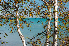 Looking Through Birch Trees With Lake Michigan In The Background, On A Calm Mid-autumn Morning At Harrington Beach State Park, Belgium, Wisconsin, As A Distant Kayaker Enjoys The Calm Waters.
