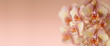 Panoramic background with pink orange orchid flowers and copy space. Phalaenopsis Legato peloric.
