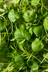 Poster - Raw Green Organic Watercress