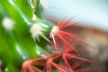 Coral red needles of a cactus. Desert Barrel Cactus close-up. New white needles on a cactus. trend color. Top view.