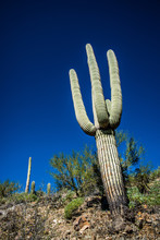 Saguaro Cactus Against Blue Sky