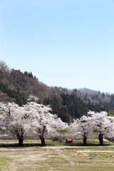 Wall Mural - 喜多方　里山の桜