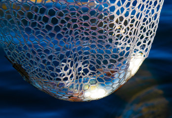 Rainbow trout in a net