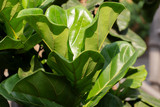 Fototapeta Sypialnia - Scandinavian Decor style Plant Green Leaf.Fiddle Leaf Fig Tree
