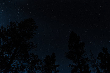 Stars in the night sky over the forest tree silhouette landscape 