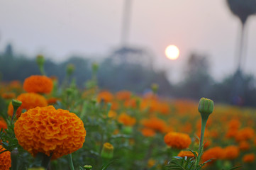 colorful marigold flower garden with sunset background