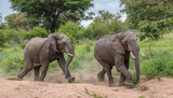Fototapeta Sawanna - Two African elephants playing catch running in a dry river bed image in horizontal format