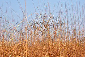 Dry tree and dead grass on blue sky in dry season