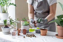 Woman Hand Transplanting Succulent In Ceramic Pot On The Table. Concept Of Indoor Garden Home.
