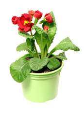  Red primula D10 in a green pot isolated on a white backgroun.Flowers.