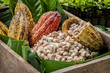 Cocoa Beans and Cocoa Fruits.