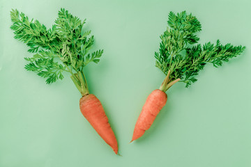 A few fresh carrots on green background.