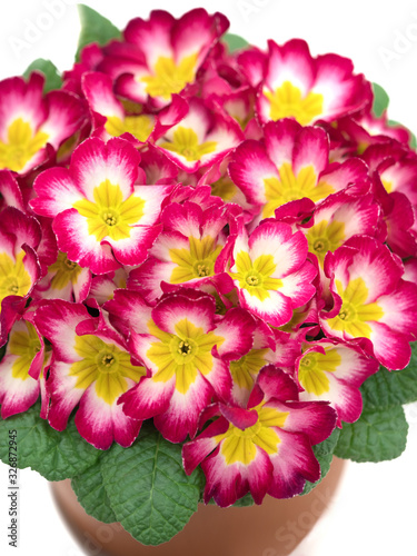 62 最適な プリムラ ポリアンサ 画像 ストック写真 ベクター Adobe Stock