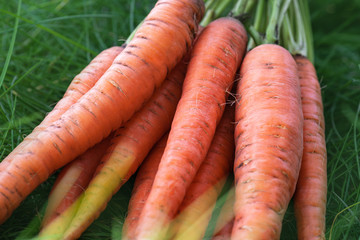 Carrot. Close-up of a lot of fresh carrots  lying in a heap on the green grass from the garden. The harvest in the fall