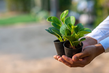 Green plants in black pots Concept of love the world and love nature / Nature conservation