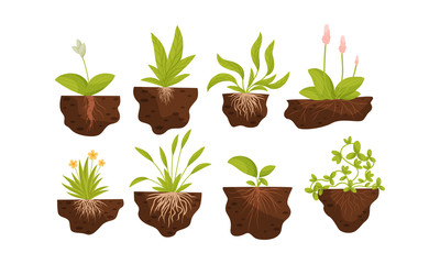 Wall Mural - Green Plants and Flowers Growing with Their Roots in Soil Vector Set