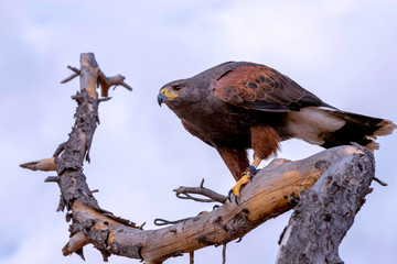 falcon, used for falconry, perched on a tree branch