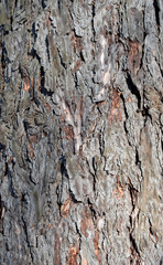 Larch tree trunk grey rough bark texture on sunny day
