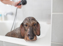 Dachshund Dog Takes A Bath