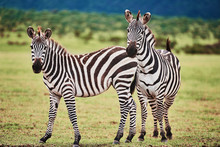 Two Beautiful Zebras In Africa