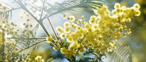 Bannière de fleurs de mimosa jaune dans l'arbre en contre-jour Poster Mural XXL