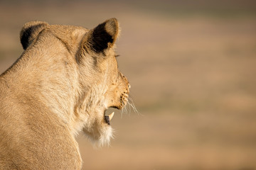 Lions in Africa