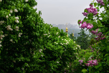 Trinity Monastery Of St. Jonas Kiev Ukraine Travel Europe Spring In Lilac Flowers