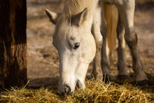 Close Up Of White Horse Eating Hay