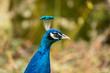 Close up of beautiful peacock looking at something