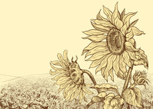 .Field Of Sunflowers With Large Flowers In The Foreground.Hand-drawn Vector .illustration In Vintage Style. Floral Template.