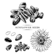 .A Set Of Sunflower Seeds Sketches .Hand-drawn Vector .illustration In Vintage Style.Isolated Design Elements..