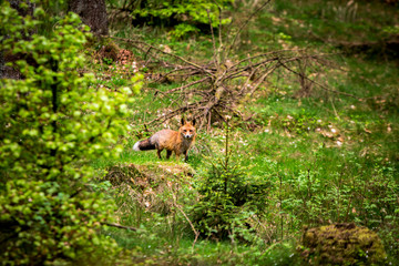 Wall Mural - A fox in the forest