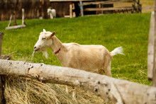 Goat Eating Hay On Animal Friendly Farm