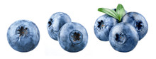 Blueberry Isolated. Blueberry On White. Bilberry. Bilberry On White Background.