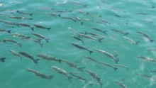 Aerial View Of Fishes Swimming In The Blue Seawater In Slow Motion