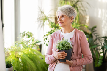 Wall Mural - people, housework and plants care concept - happy smiling senior woman with flower in pot at home