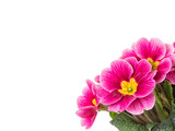 Fototapeta  - Purple primrose flowers isolated on white background with copy space