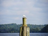 Fototapeta  - Wooden post in the harbor with a small white bird perched on top