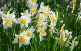 Fototapeta Tulipany - Narcissus flowers flowerbed in the springtime garden .