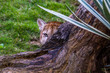 Puma Cougar Mountain Lion / Onça Parda (Puma concolor)