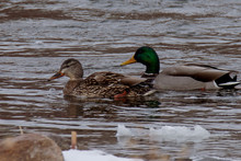 Two Ducks In The Water